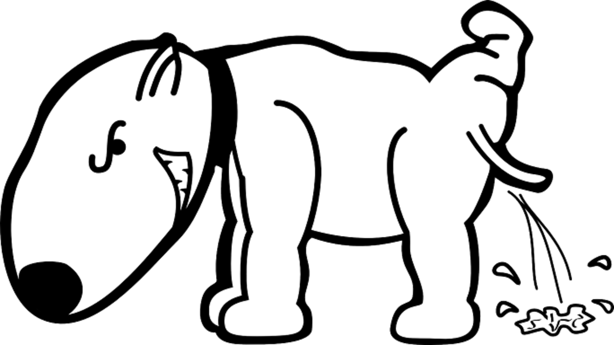 Why Do Dogs Pee When You Greet Them?